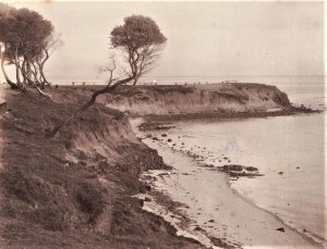 Red Bluff Brighton 1880 -1900 remnant Coast Teatree Source: SLVIC