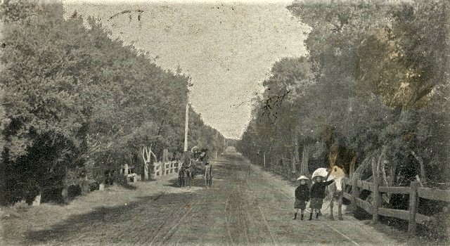 Dense Coast teatree growth 'Ti-tree on Beach Road' 1910 Black Rock - Beaumaris Source: Sandringham and District Historical Society