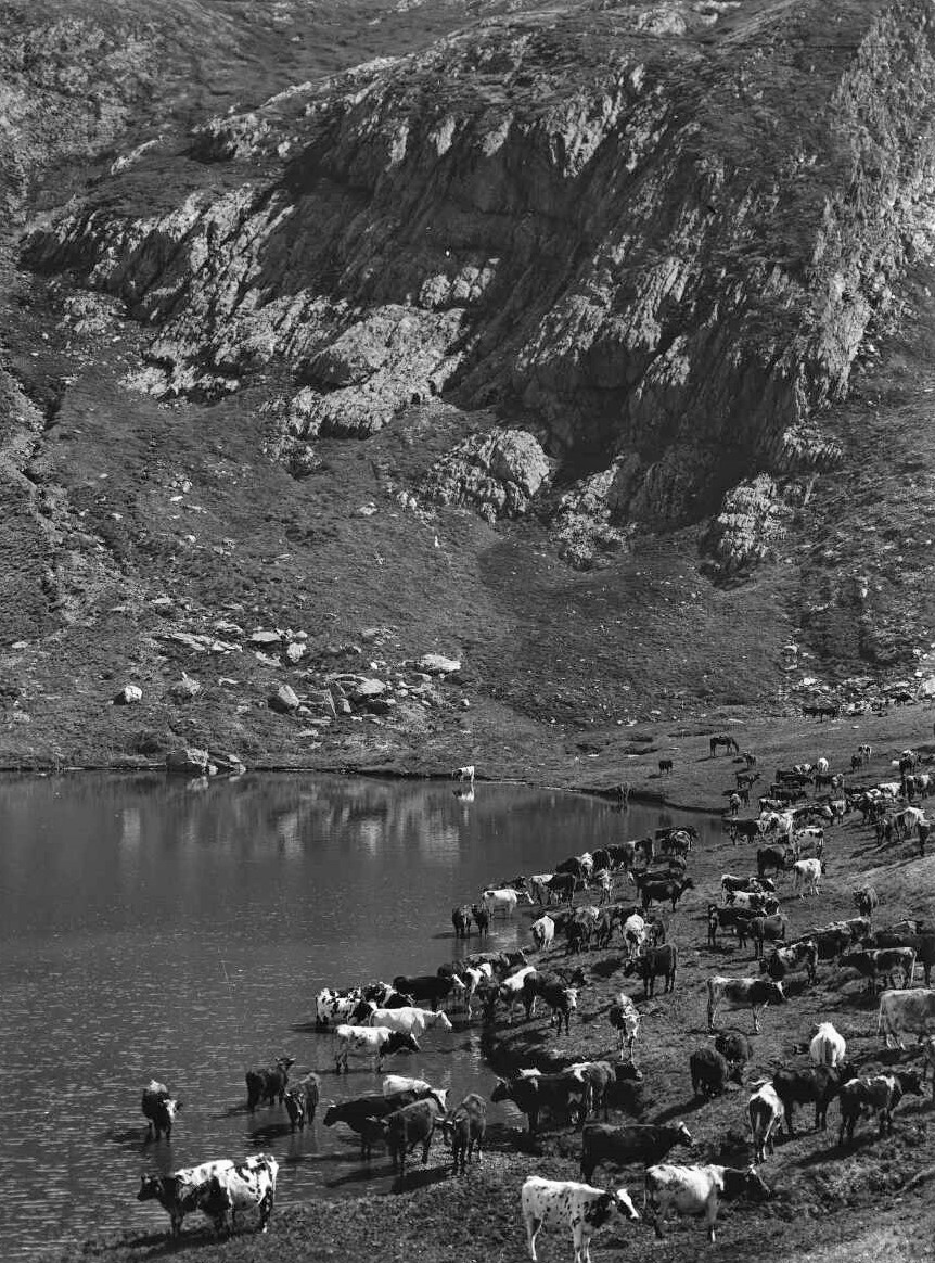 'Cattle on Blue Lake near Kosciuszko' 1909 Source George Bell National Library Australia