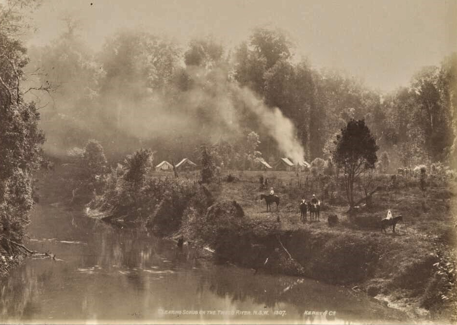 Clearing scrub on the Tweed River 1907 Source: Kerry and Co National Library of Australia
