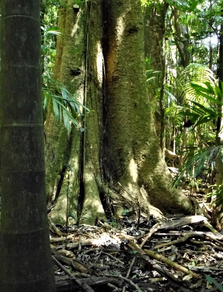 Lumley Park regeneration area 2018 Source: P Ardill