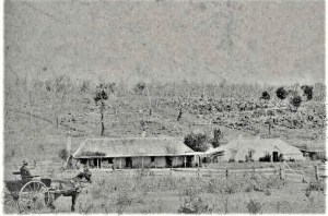 Four homestead buildings in recently ringbarked and thistle infested land New South Wales Source: RM Withycombe NLA