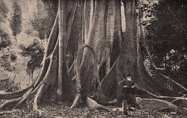 Giant fig tree Grafton Source: New South Wales Through the Camera 1897 Eyre & Spottiswoode
