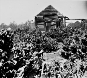 'Remains of Johnty Turner's home, overrun with prickly pears' Chinchilla District Queensland 1920s Source: State Library Queensland