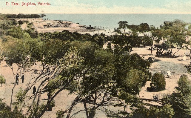 Ti Tree Brighton 1911 degraded zone Source: Bayside Library Service Brighton