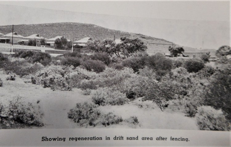 Whyalla beach sand-dune natural regeneration site Source: BHP Review 1939