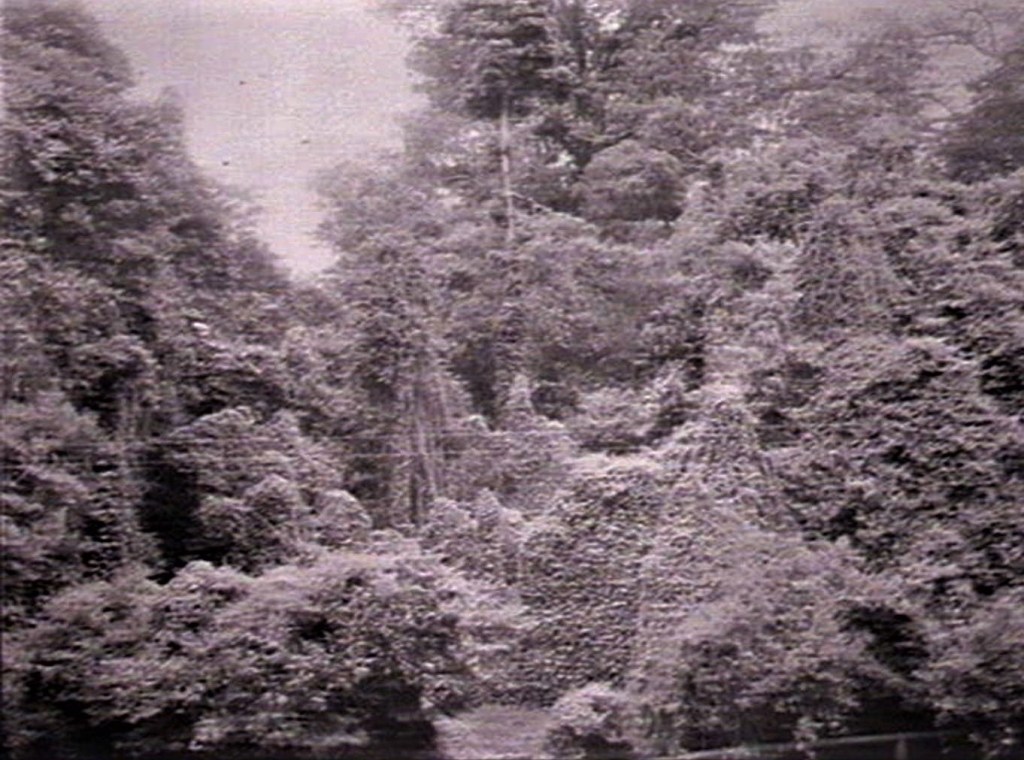 Wingham Brush 1937 Exotic species enveloping rainforest Source: Govt Printing Office State Library NSW