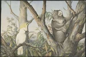'Cockatoo and koala' approx. 1880-1903 Source: N Cayley NLA