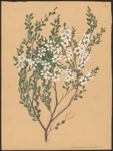 'Leptopsermum laevigatum' approximately 1920s Source: A Forster NLA