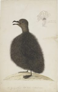 Young Mount Pitt Bird approx.1792 Source: Sydney Bird Painter SLNSW