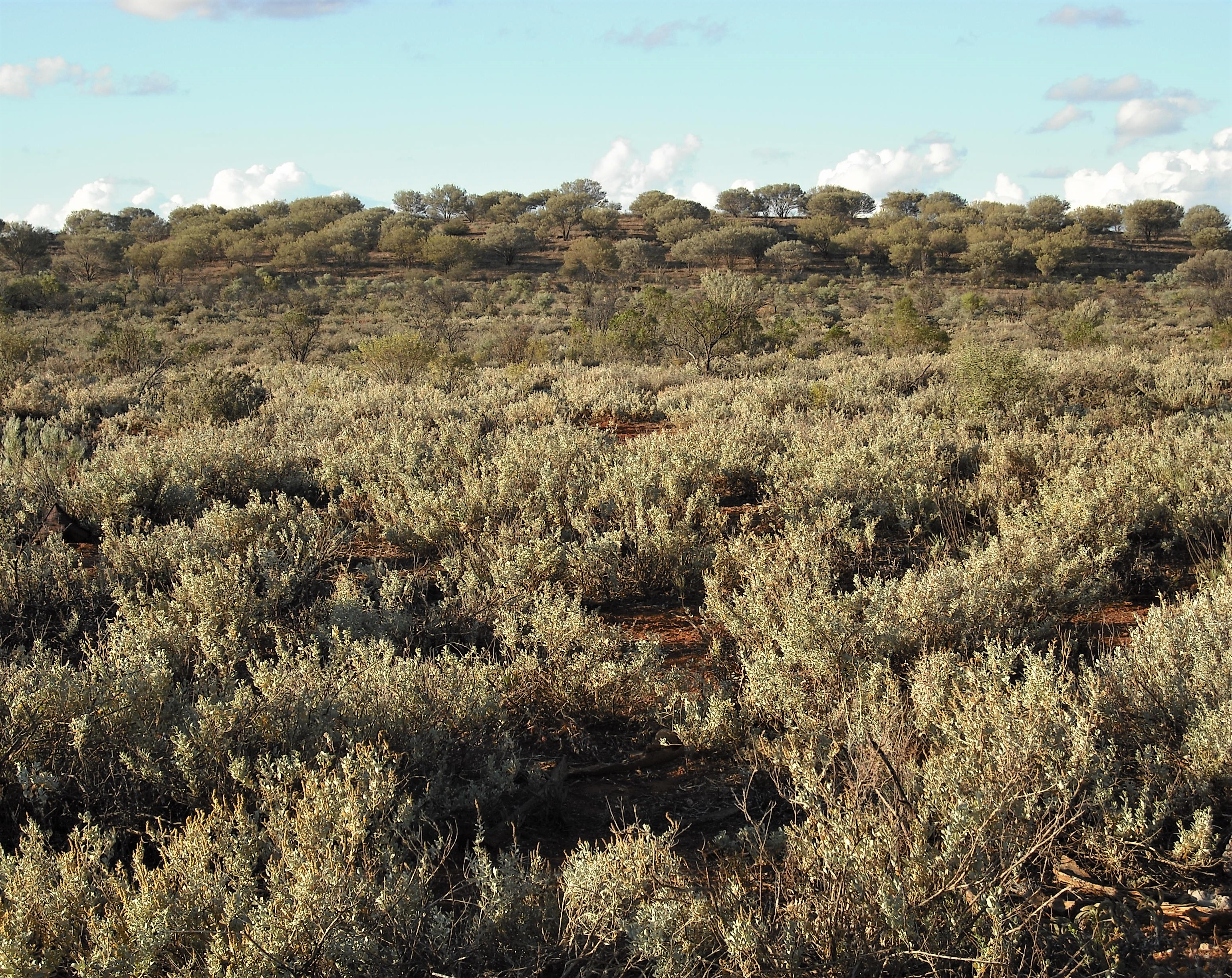 1950-51 regeneration reserve, Broken Hill regeneration area, with mulga, saltbush Source: P Ardill 2017