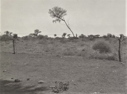 A Wirraminna station flora reserve in 1936 after five years of fencing Source: H Peters Collection State Library South Australia B77568/86