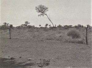 A Wirraminna station flora reserve in 1936 after five years of fencing Source: H Peters Collection State Library South Australia B77568/86