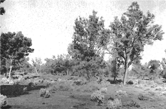 Indigenous vegetation pastoral country Source: South Australian Soil Conservation Committee 1937-38
