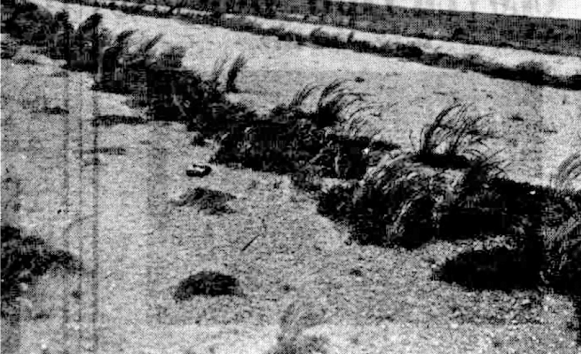 Plough furrows have assisted the establishment of annual plants Source: Woodroffe (1947)