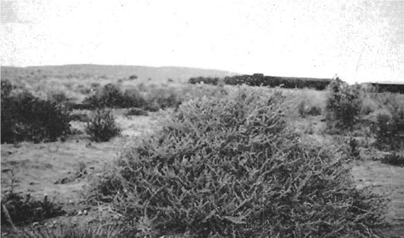 Recovery of vegetation after ploughing furrows and protecting from grazing animals Source: South Australian Soil Conservation Committee 1937-38