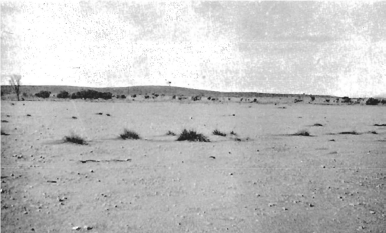 Overgrazed, windswept plain in the north-eastern pastoral country Source: South Australian Soil Conservation Committee 1937-38