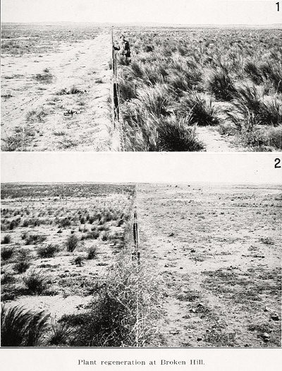 Plant regeneration at Broken Hill Source: Pidgeon and Ashby 1940 
