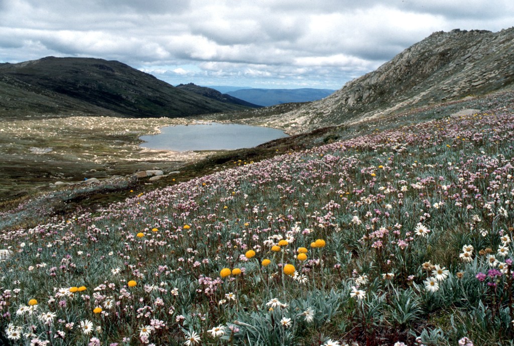 Tall alpine herbfield above Lake Cootapatamba, Kosciuszko National Park NSW, in 2000. Source: CSIRO ScienceImage